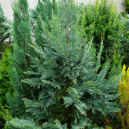 Van Pelt's Blue Cypress: Striking Columnar Evergreen with Stunning Silvery Foliage - plants - express.com