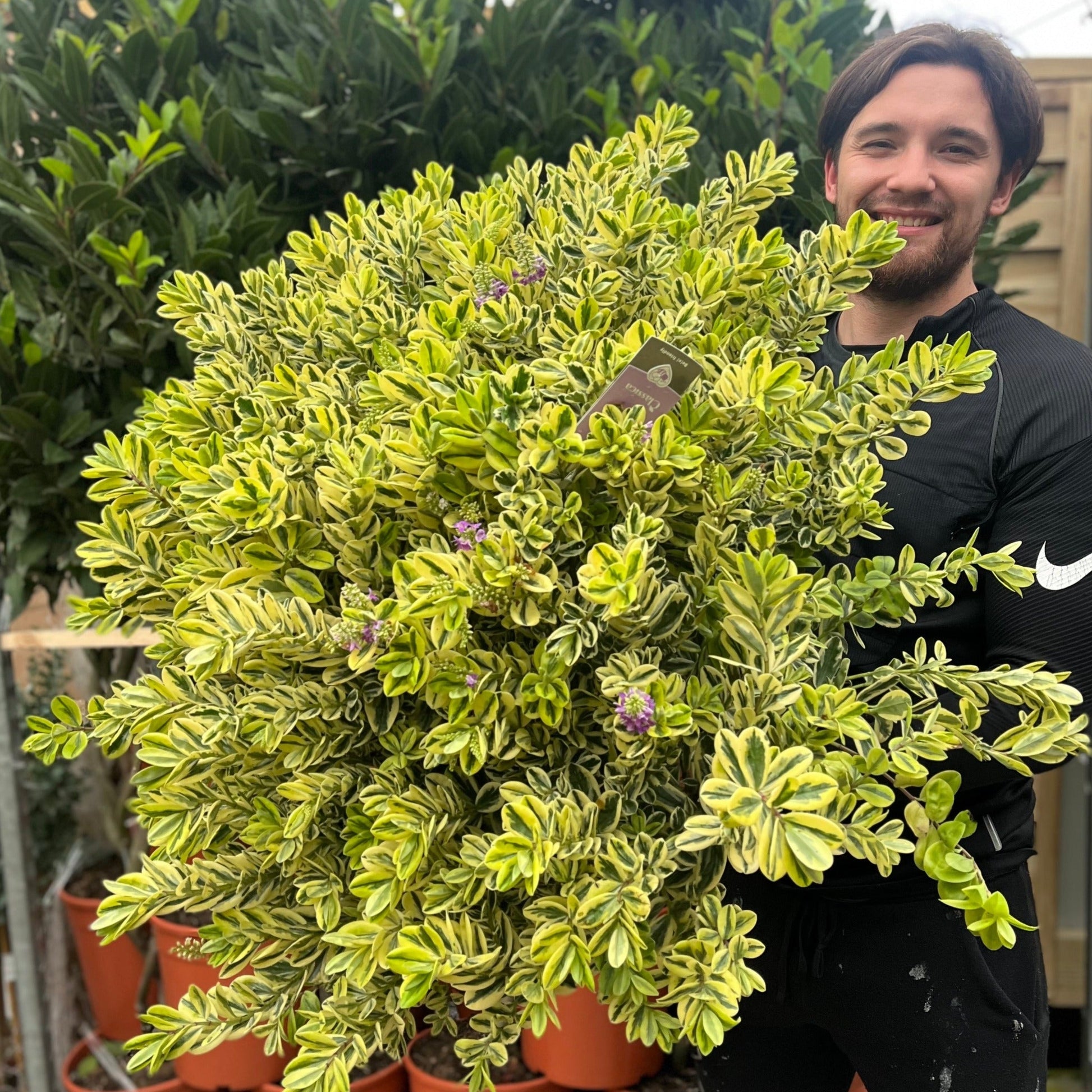 Variegated Hebe 'Franciscana' 7.5L - Evergreen Shrub with Purple Spikes - plants - express.com