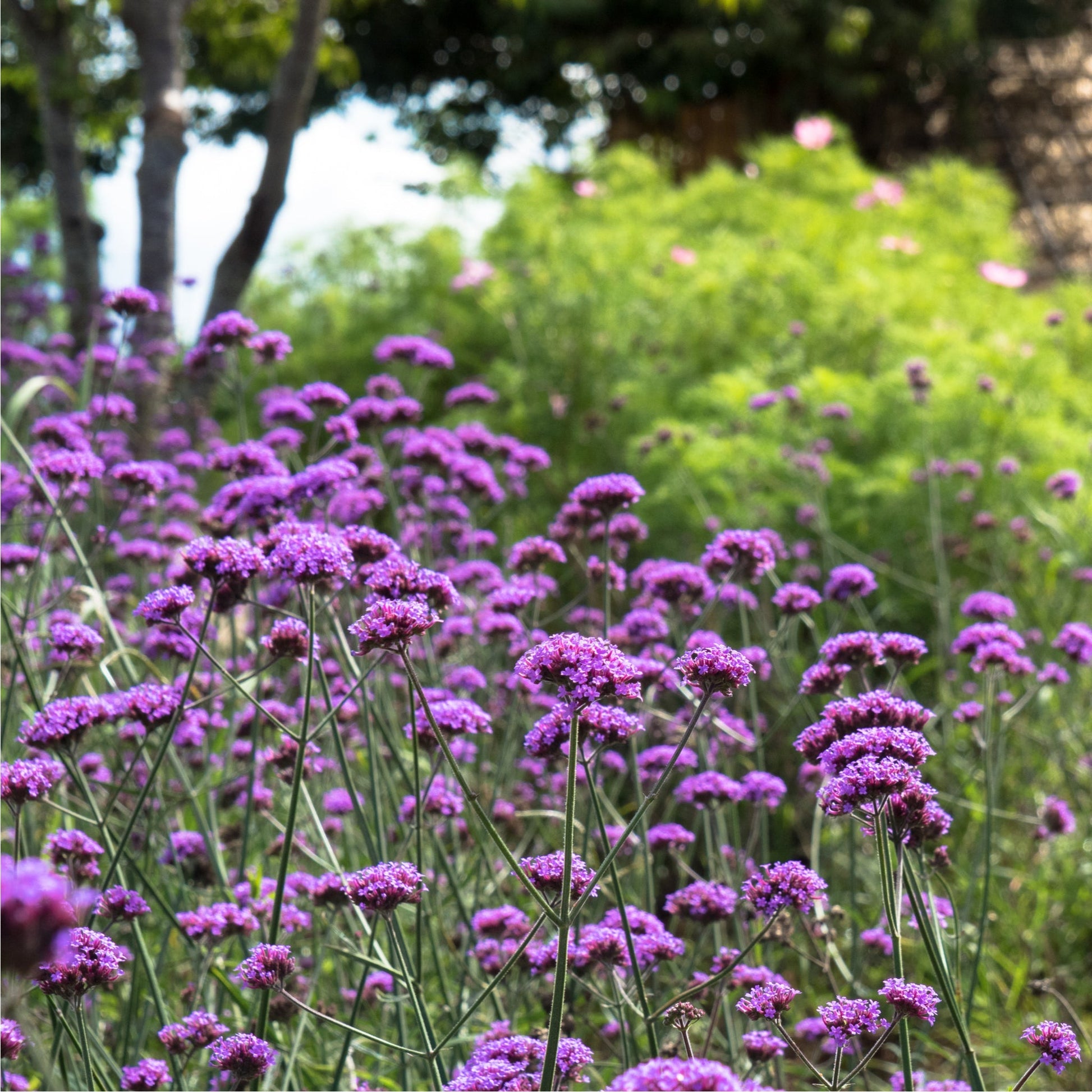 Verbena bonariensis 9 - 15cm: Airy Lavender Blooms, Elegant Perennial - plants - express.com