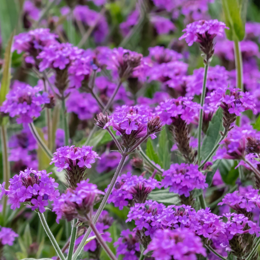 Verbena 'Rigida' 9cm/1.5L/2L - plants - express.com