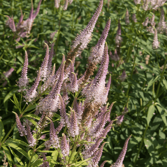 Veronicastrum Pink Glow - Tall Pink - Flower Perennial, 9cm Pot - plants - express.com