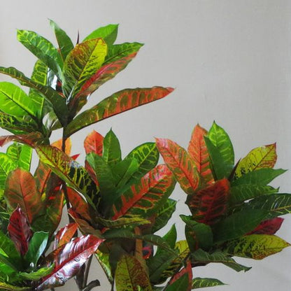 Vibrant 130cm Artificial Codiaeum Variegatum Tree - Perfect Indoor Decor! - plants - express.com