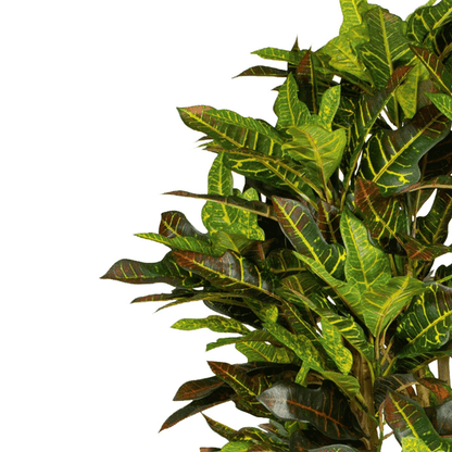 Vibrant 150cm Faux Croton Tree - Tropical Elegance for Effortless Décor - plants - express.com