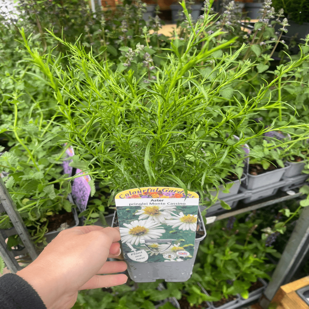 Vibrant 3 - Aster Garden Mix in 9cm Pots - Late - Summer Color - plants - express.com