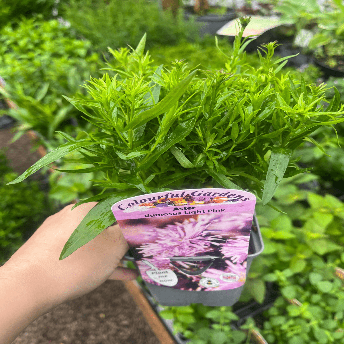 Vibrant 3 - Aster Garden Mix in 9cm Pots - Late - Summer Color - plants - express.com