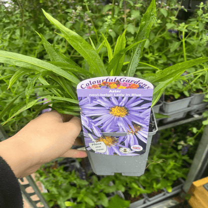 Vibrant 3 - Aster Garden Mix in 9cm Pots - Late - Summer Color - plants - express.com