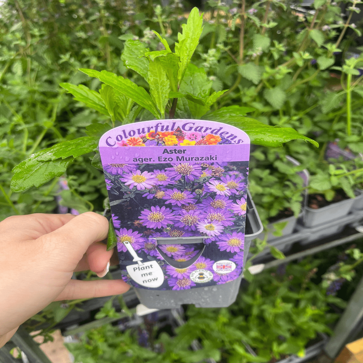 Vibrant 3 - Aster Garden Mix in 9cm Pots - Late - Summer Color - plants - express.com