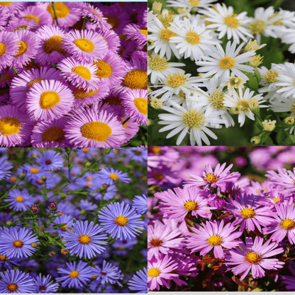 Vibrant 3 - Aster Garden Mix in 9cm Pots - Late - Summer Color - plants - express.com