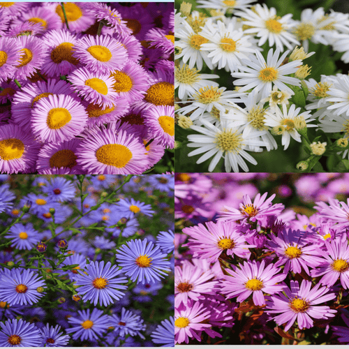 Vibrant 3 - Aster Garden Mix in 9cm Pots - Late - Summer Color - plants - express.com