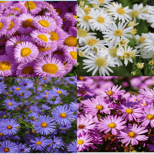 Vibrant 3 - Aster Garden Mix in 9cm Pots - Late - Summer Color - plants - express.com