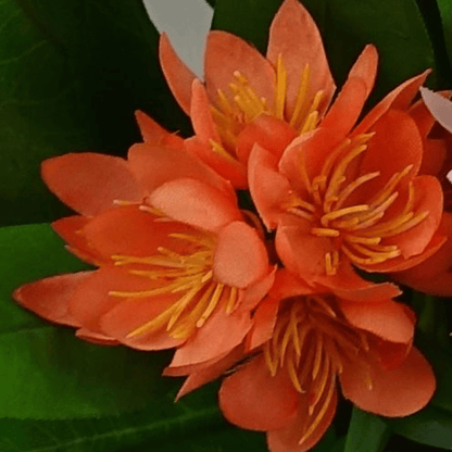 Vibrant 3 - Pack Artificial Freesia Plants in Pink, Orange & Yellow - Low - Maintenance! - plants - express.com