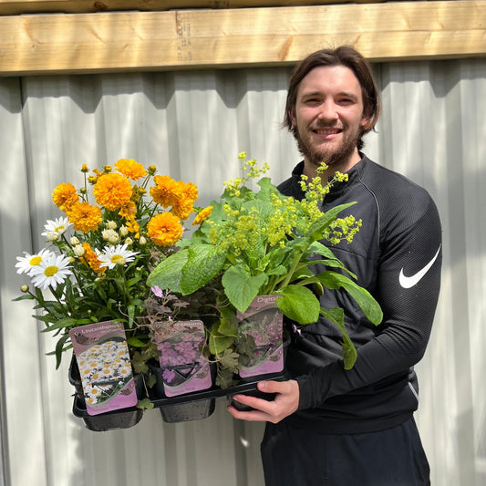 Vibrant 3 x 2L Perennial Plant Collection - Year - Round Color for £27.99! - plants - express.com