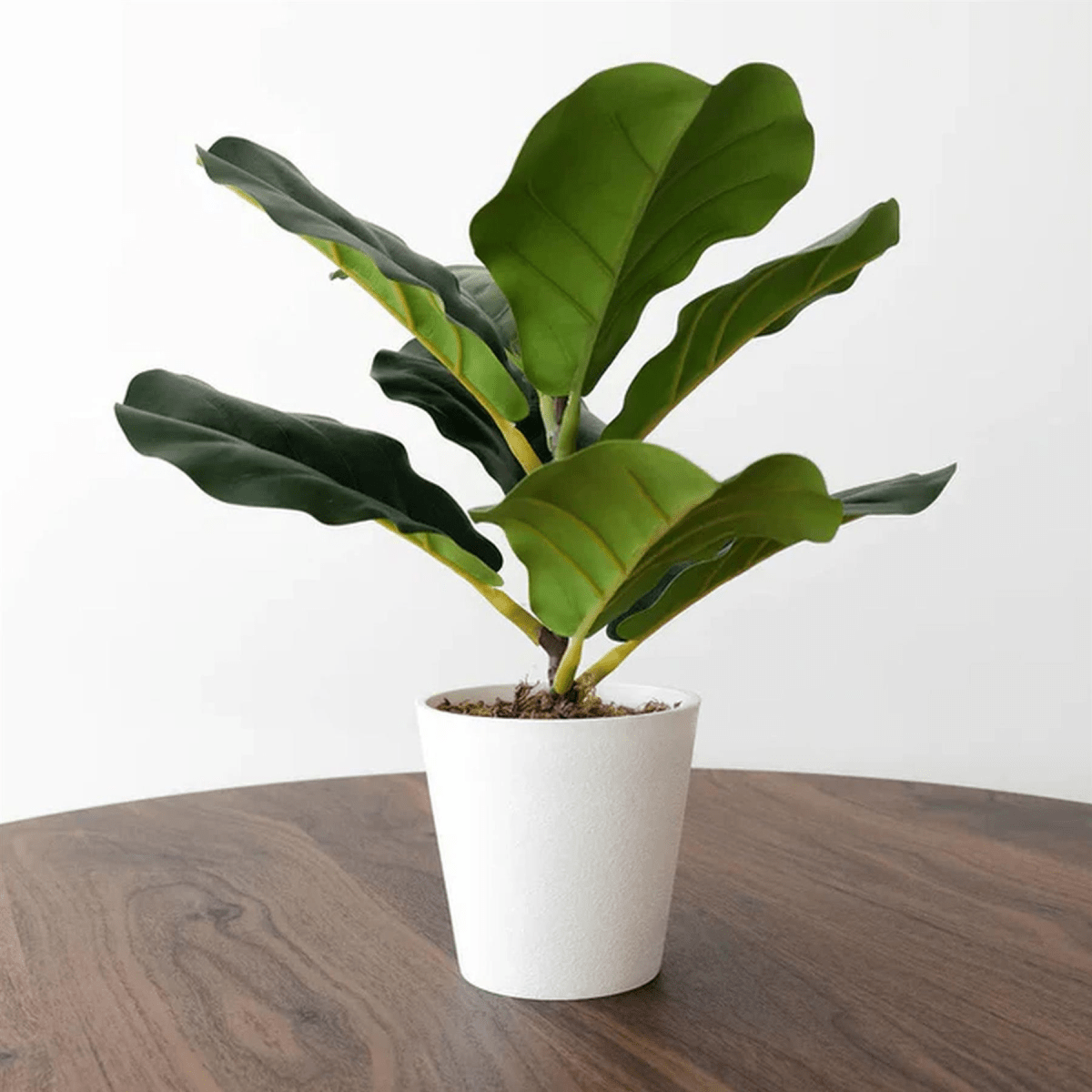 Vibrant 38cm Faux Fiddle Fig Plant - Effortless Greenery for Any Space - plants - express.com