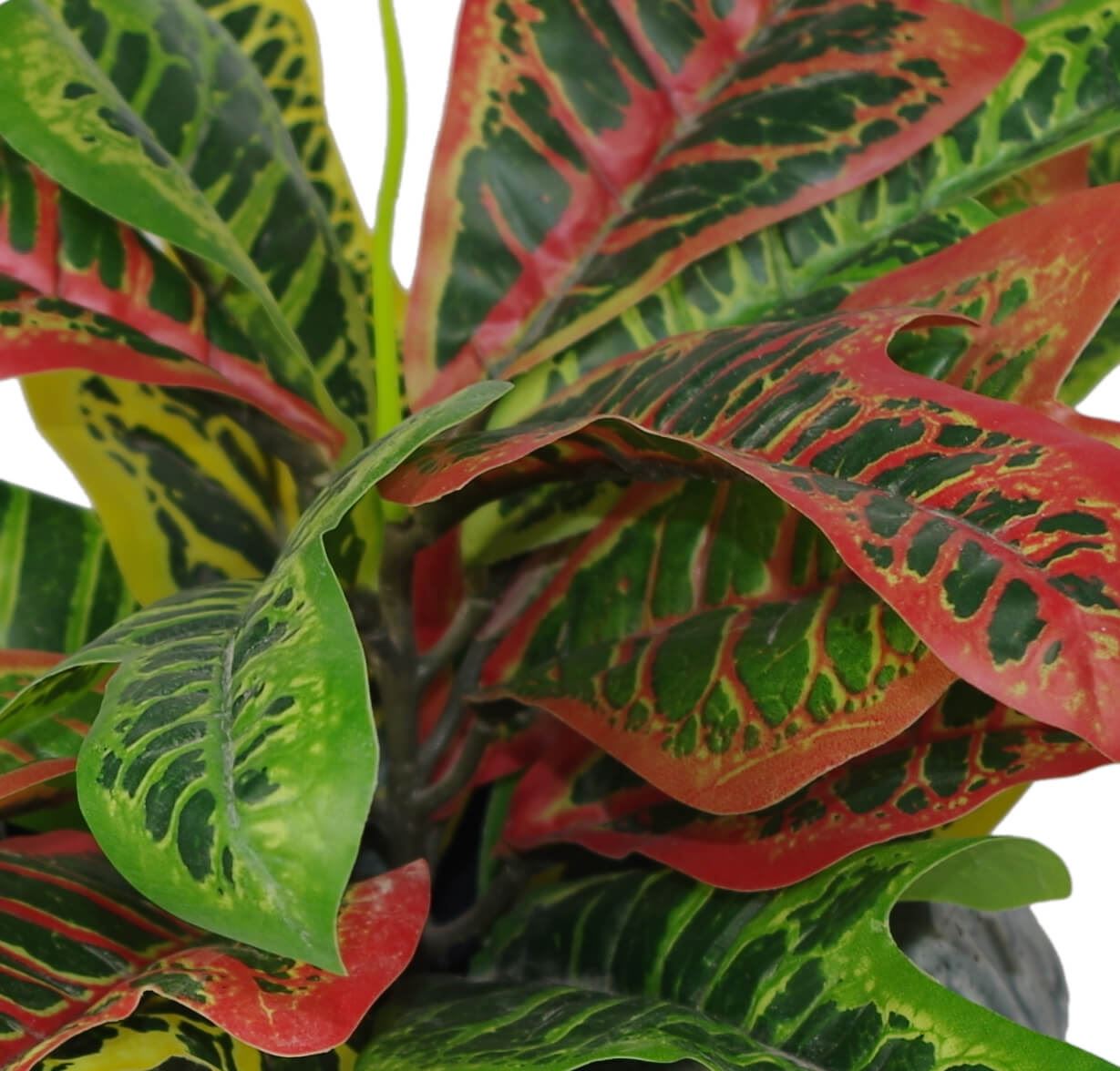 Vibrant 40cm Artificial Codiaeum - Exotic Croton Plant for Any Home - plants - express.com