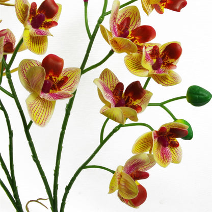 Vibrant 43cm Pink & Yellow Orchid in Stylish Ceramic Planter - Perfect Decor! - plants - express.com