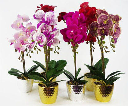 Vibrant 50cm Red Leopard Phalaenopsis Orchid in Elegant Gold Honeycomb Pot - plants - express.com