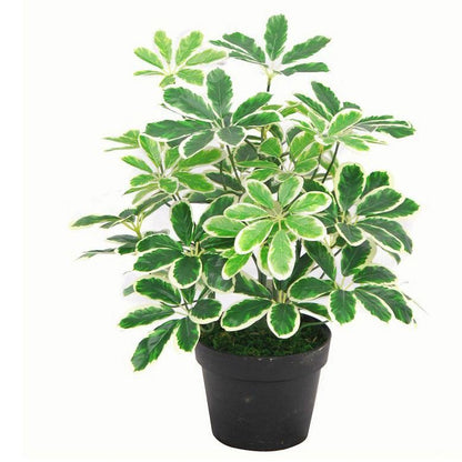 Vibrant 55cm Artificial Schefflera Arboricola – No Maintenance, Lush Décor! - plants - express.com