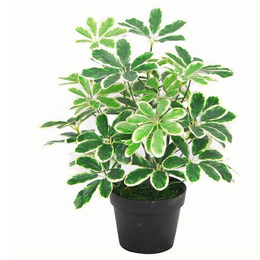 Vibrant 55cm Artificial Schefflera Arboricola – No Maintenance, Lush Décor! - plants - express.com