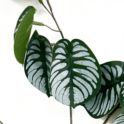 Vibrant 70cm Realistic Artificial Zebra Foliage – No Maintenance Decor - plants - express.com
