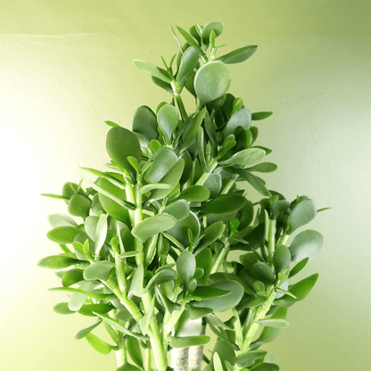 Vibrant 75cm Faux Green Jade Plant - Realistic Decor for Modern Spaces - plants - express.com