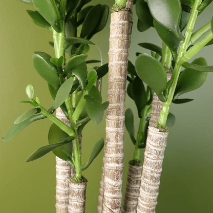 Vibrant 75cm Faux Green Jade Plant - Realistic Decor for Modern Spaces - plants - express.com