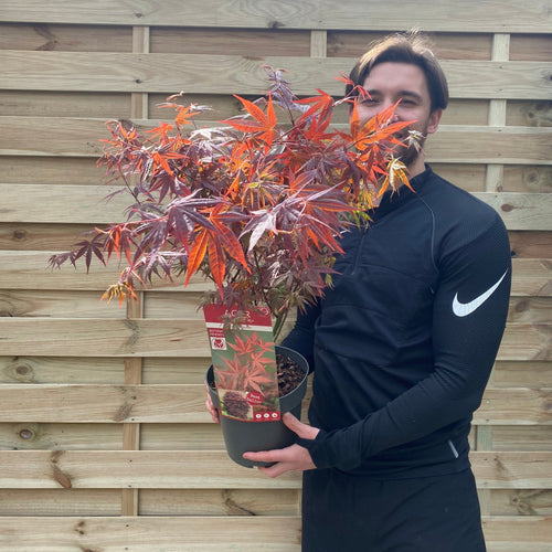Vibrant Acer Palmatum Atropurpureum - Stunning Red - Leaf Japanese Maple! - plants - express.com