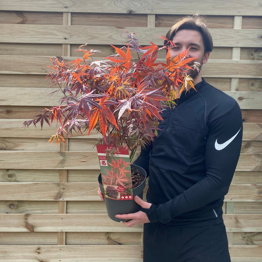 Vibrant Acer Palmatum Atropurpureum - Stunning Red - Leaf Japanese Maple! - plants - express.com