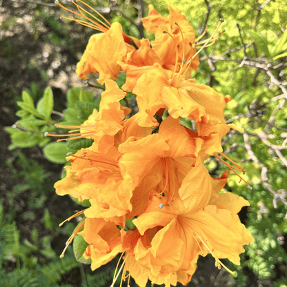 Vibrant Azalea 'Golden Eagle' - Stunning Fiery Blooms for Your Garden! - plants - express.com