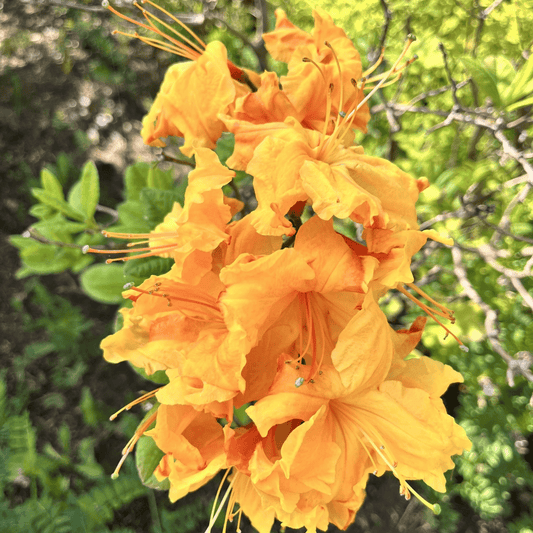 Vibrant Azalea 'Golden Eagle' - Stunning Fiery Blooms for Your Garden! - plants - express.com