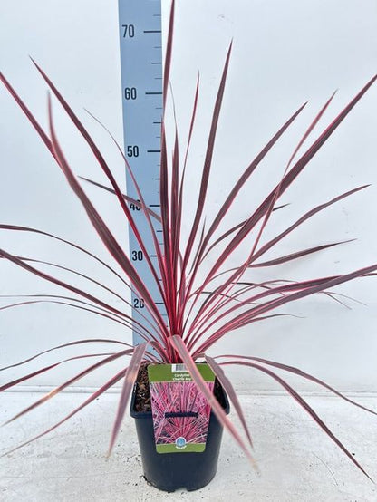 Vibrant Cordyline australis 'Charlie Boy' - 2L Evergreen Shrub for Bold Gardens - plants - express.com
