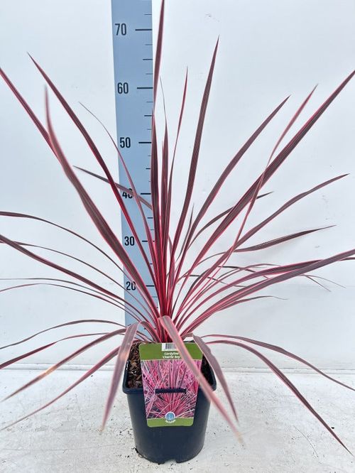 Vibrant Cordyline australis 'Charlie Boy' - 2L Evergreen Shrub for Bold Gardens - plants - express.com