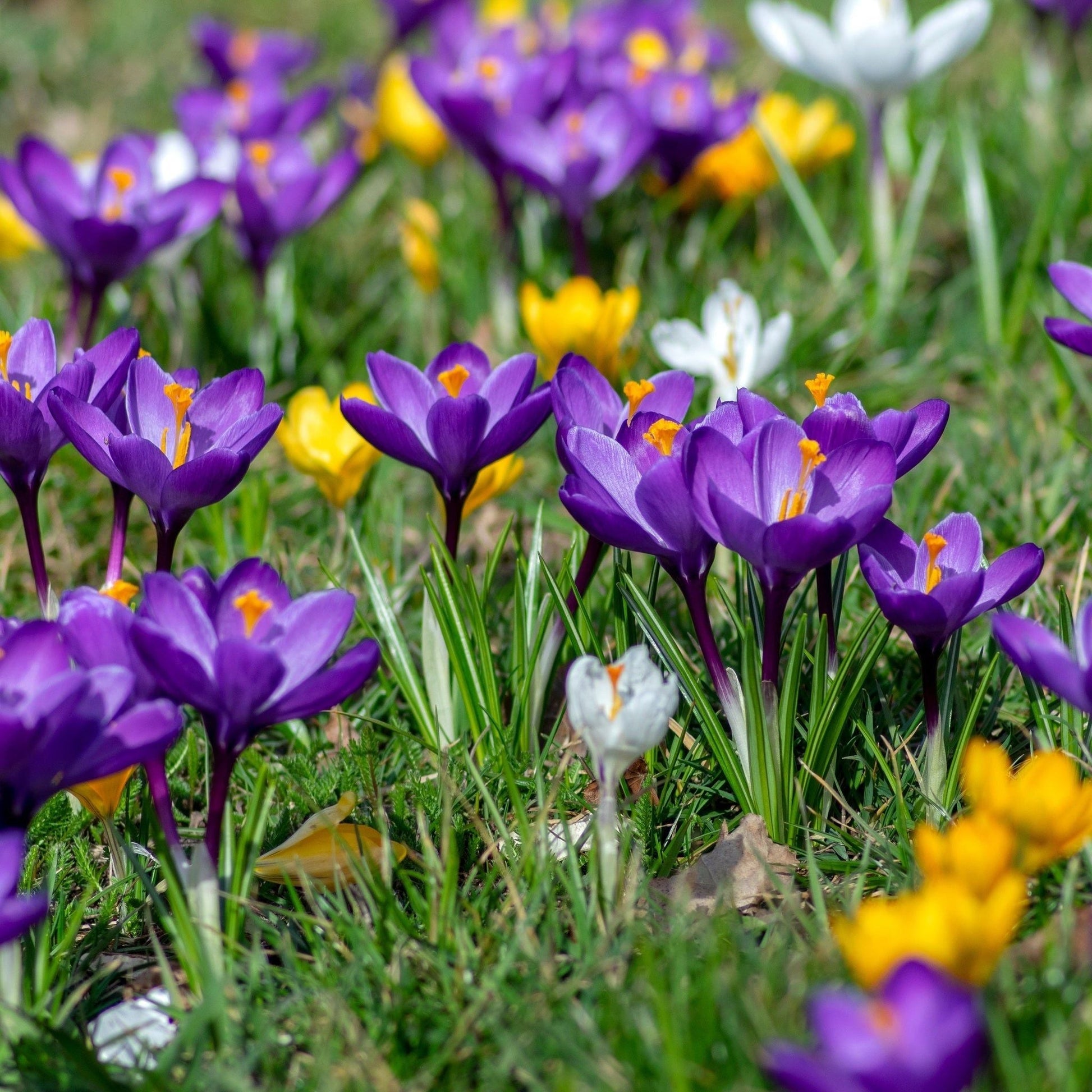 Vibrant Crocus Mixed Bulbs - 16 Colorful Blossoms for Spring Splendor - plants - express.com