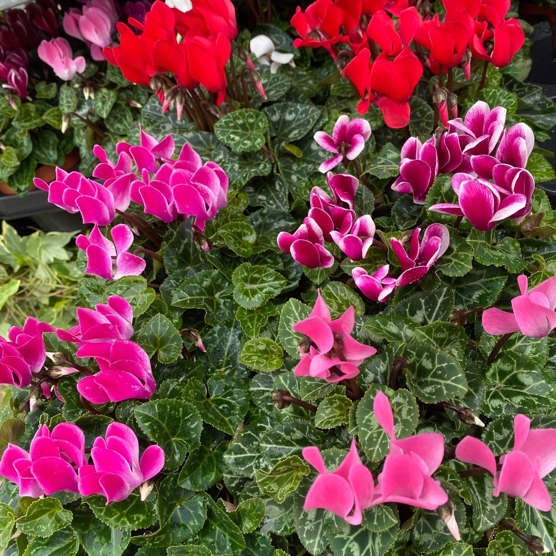 Vibrant Cyclamen Mix: 3 Plants in 10cm Pots for a Bright Windowsill - plants - express.com
