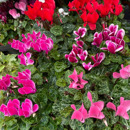 Vibrant Cyclamen Mix: 3 Plants in 10cm Pots for a Bright Windowsill - plants - express.com