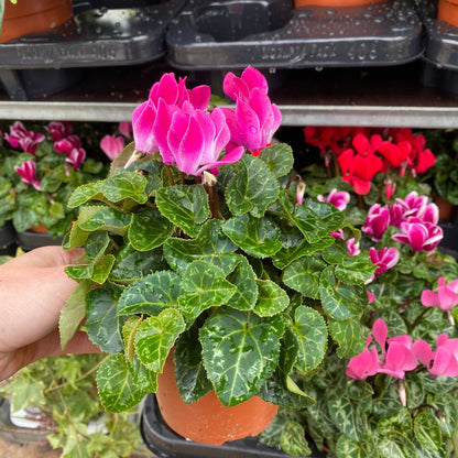Vibrant Cyclamen Mix: 3 Plants in 10cm Pots for a Bright Windowsill - plants - express.com