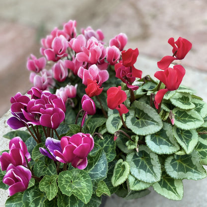 Vibrant Cyclamen Mix: 3 Plants in 10cm Pots for a Bright Windowsill - plants - express.com