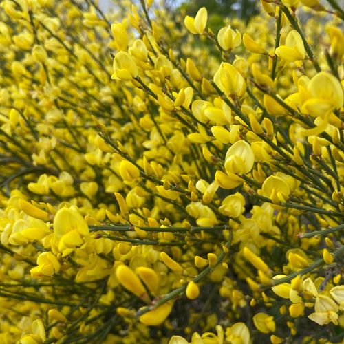 Vibrant Cytisus Praecox Shrub - Early Spring Color Explosion! - plants - express.com