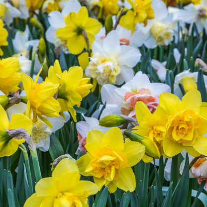 Vibrant Daffodil Tall Mix - 20 Premium Bulbs for Stunning Spring Blooms - plants - express.com