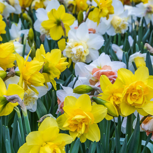 Vibrant Daffodil Tall Mix - 20 Premium Bulbs for Stunning Spring Blooms - plants - express.com