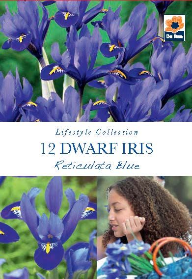 Vibrant Dwarf Iris 'Reticulata Blue' - 12 Fragrant Bulbs for Your Garden - plants - express.com