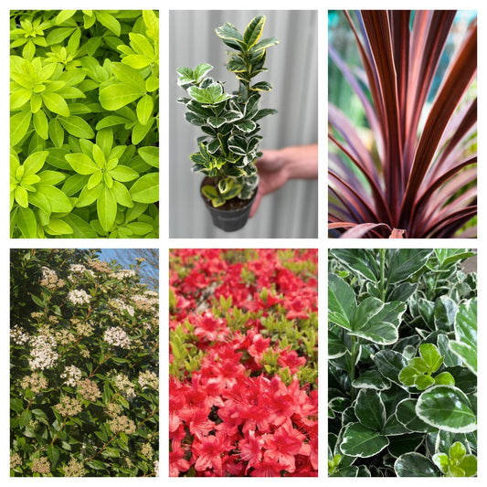 Vibrant Evergreen Shrub Collection - 6 Hardy Plants for Year - Round Color! - plants - express.com