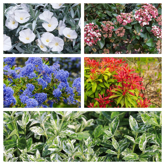 Vibrant Hardy Evergreen Shrub Collection - 5 Colorful Pots for Year - Round Beauty! - plants - express.com