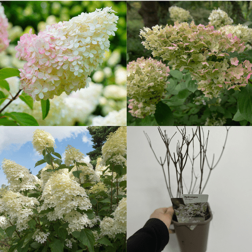 Vibrant Hydrangea Paniculata Mix - 3 Hardy Varieties for Year - Round Color - plants - express.com