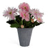 33cm Potted Daisy Pink