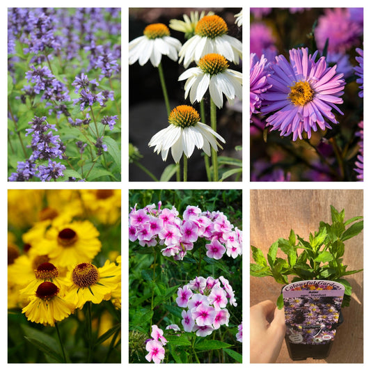 Vibrant Late Summer Perennial Trio - 9cm Pots for a Colorful Garden! - plants - express.com