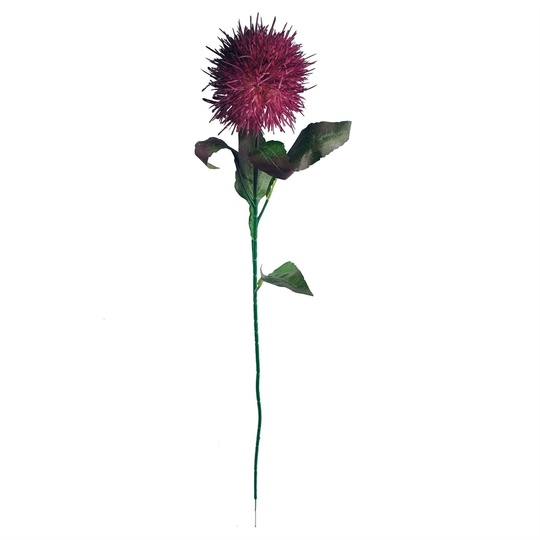 Vibrant Pack of 6 Purple Globe Thistle Stems for Stunning Arrangements! - plants - express.com