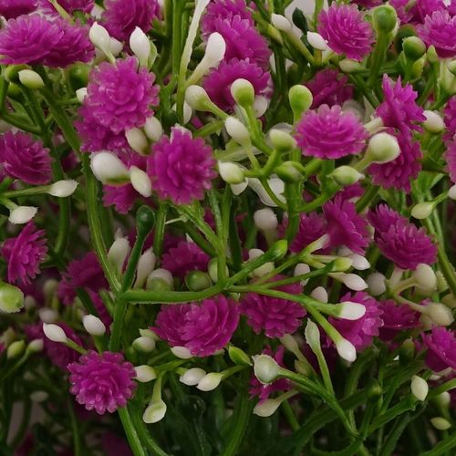 Vibrant Pink Gypsophila Stem Set - Pack of 6, 55cm Floral Decor Delights! - plants - express.com