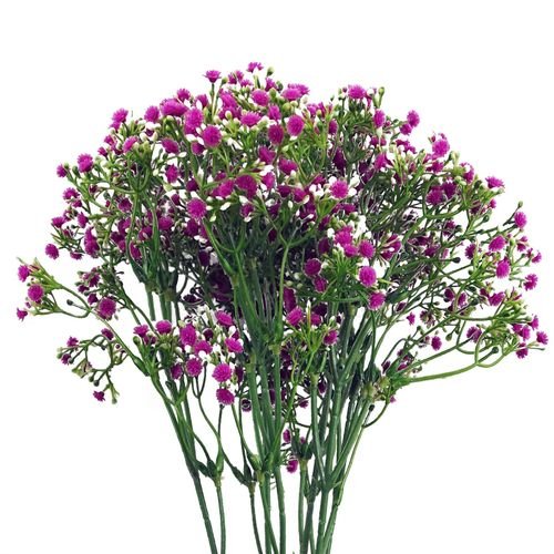 Vibrant Pink Gypsophila Stem Set - Pack of 6, 55cm Floral Decor Delights! - plants - express.com