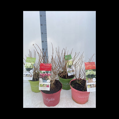 Vibrant 'Pink Light' Hydrangea Paniculata - Long - Lasting Floral Beauty (2L/5L) - plants - express.com