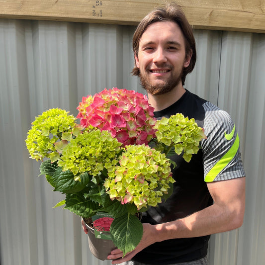 Vibrant Red Ball Hydrangea: Stunning Clusters of Bold Blossoms - plants - express.com